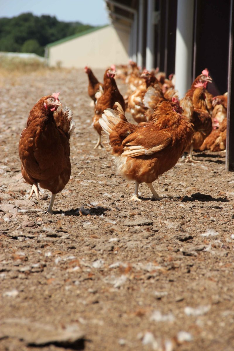 eleveurs-poules