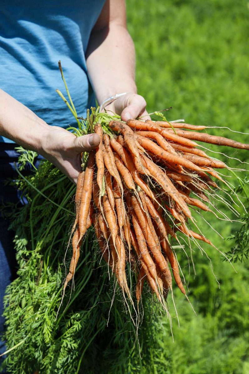 Producteurs-carottes-1